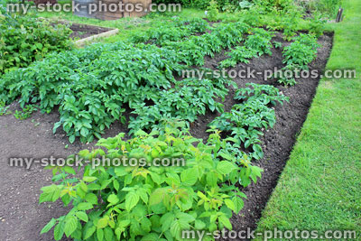 Stock image of allotment vegetable garden with mounded potato plants and raspberry canes
