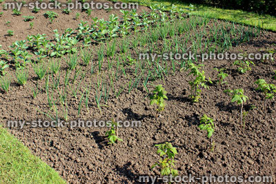 Stock image of allotment vegetable garden with raspberries, spring onions, broad beans, potatoes