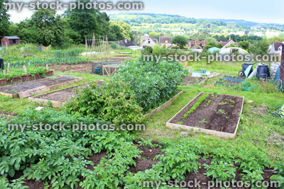 Stock image of allotment vegetable garden with raised beds, countryside setting