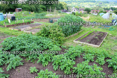 Stock image of allotment vegetable garden with raised beds, potato plants