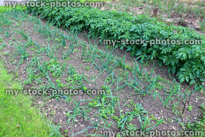 Stock image of vegetable garden overgrown with weeds, potatoes, onions