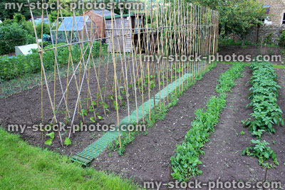 Stock image of allotment vegetable garden, runner beans, peas, broad beans, onions, potatoes