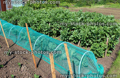Stock image of allotment vegetable garden with broad beans, cabbages and cloche netting