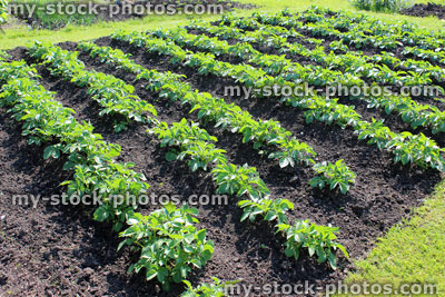 Stock image of allotment vegetable garden with potato plants growing