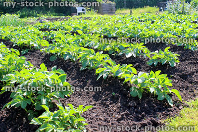 Stock image of allotment vegetable garden with potato plants growing in lines / mounds