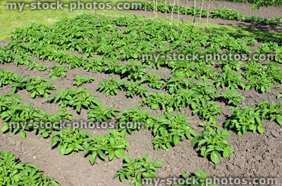 Stock image of allotment vegetable garden with potatoes 'earthed up'
