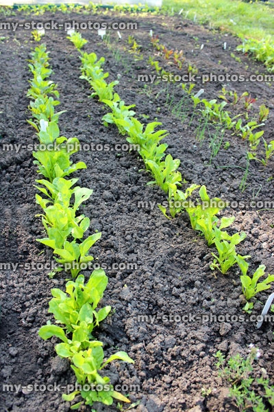 Stock image of allotment vegetable garden with lettuces, onions, beetroot, carrots