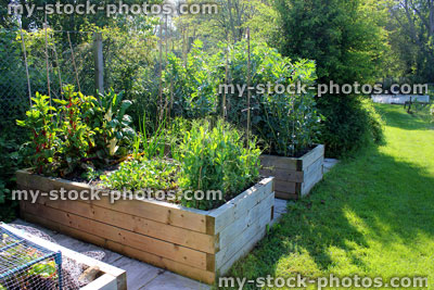 Stock image of allotment vegetable garden with planted wooden raised beds