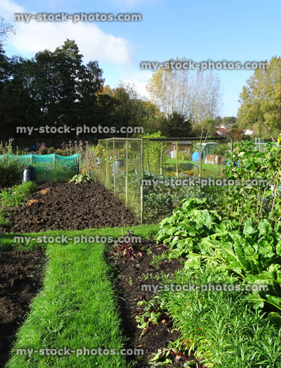 Stock image of allotment vegetable garden, plots, plastic water butts / compost heaps / bins, fruit cages
