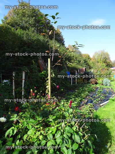 Stock image of allotment vegetable garden, strawberry plants, black weed membrane fabric / blanket