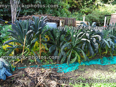 Stock image of winter kale / green cabbages / brassicas growing in allotment vegetable garden