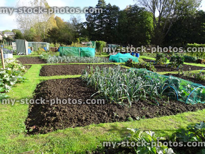 Stock image of allotment vegetable garden, plots, plastic water butts / compost heaps / bins