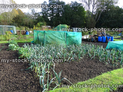 Stock image of leek plants / leeks growing in allotment vegetable garden (Allium porrum)