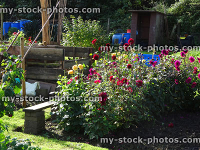 Stock image of allotment vegetable garden with flowering dahlias / flowers, wooden compost heap, water butt