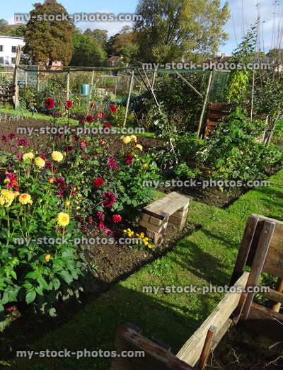 Stock image of allotment vegetable garden with flowering dahlias / flowers, wooden compost heap, water butt