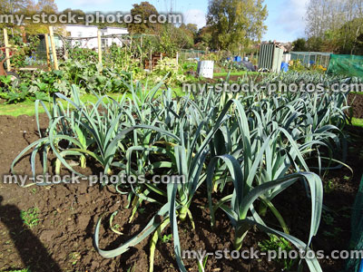 Stock image of leek plants / leeks growing in allotment vegetable garden (Allium porrum)