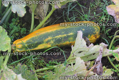 Stock image of large yellow marrow / courgette / zucchini, allotment vegetable garden, mildew leaves
