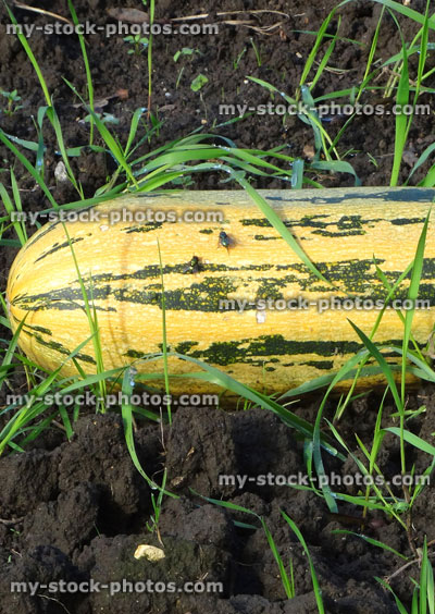 Stock image of rotting large yellow marrow / courgette / zucchini, weedy allotment vegetable garden