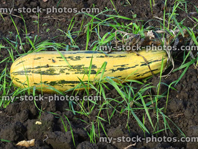 Stock image of rotting large yellow marrow / courgette / zucchini, weedy allotment vegetable garden