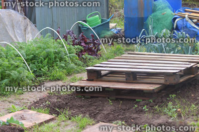 Stock image of allotment vegetable garden plants, water butts, metal shed, pallet wood