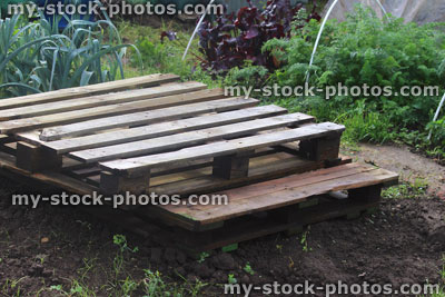 Stock image of allotment vegetable garden plants, pallet wood planks, slatted