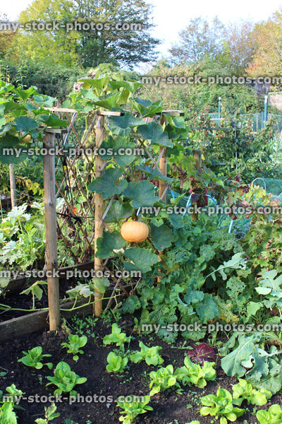 Stock image of large pumpkins in allotment vegetable garden, hanging down, climbing up trellis