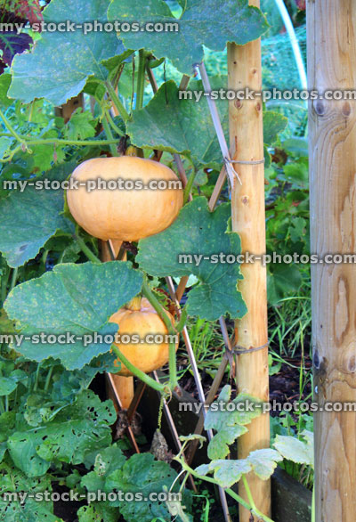 Stock image of large pumpkin in allotment vegetable garden, hanging down, climbing up trellis