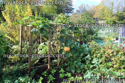 Stock image of pumpkins in allotment vegetable garden, pumpkin patch, hanging down, climbing up trellis