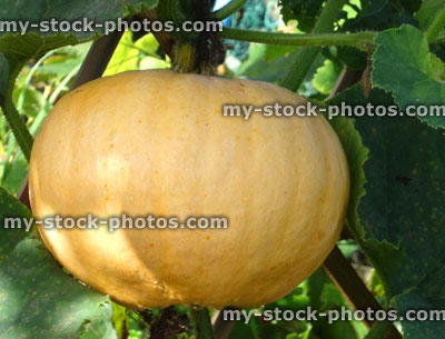 Stock image of large pumpkin in allotment vegetable garden, hanging down, climbing up trellis