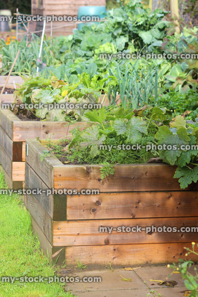 Stock image of wooden raised beds in allotment vegetable garden, timber