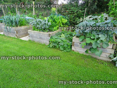Stock image of wooden raised beds growing vegetables, cabbages, onions, chard