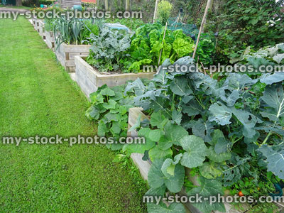 Stock image of raised beds in vegetable garden by mown lawn