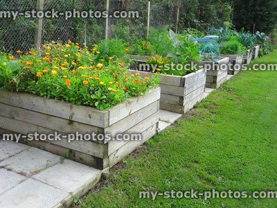 Stock image of wooden raised beds planted with flowers, vegetables, carrots