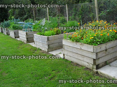 Stock image of raised beds made with wooden sleepers, growing vegetables