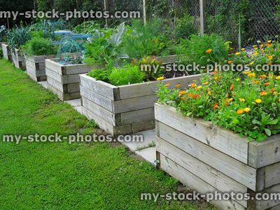 Stock image of wooden raised beds with marigolds, vegetables, railway sleepers