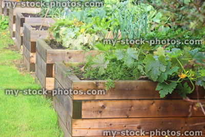 Stock image of wooden raised beds in allotment vegetable garden, timber