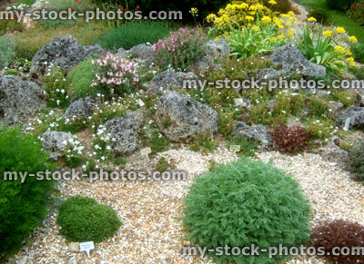 Stock image of an Alpine Garden (close up)