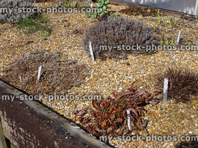 Stock image of raised bed Alpine garden, with railway sleepers / gravel