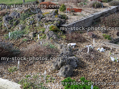 Stock image of Alpine scree garden with gravel, rocks, sedums, houseleeks