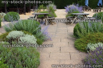 Stock image of ornamental gravel garden / screen garden, summer flowers, Perovskia