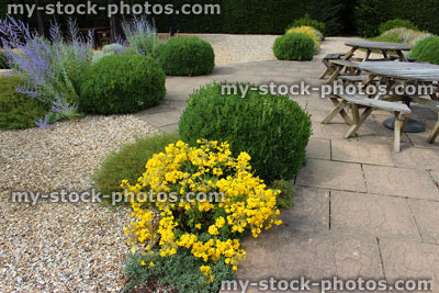 Stock image of ornamental gravel garden / screen garden, yellow Alyssum flowers