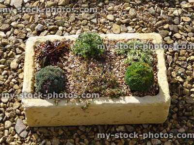 Stock image of garden sink trough, small Alpine plants with gravel