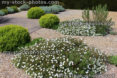 Stock image of gravel garden filled with Alpine plants, shrubs, clipped buxus balls