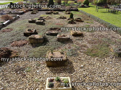Stock image of stone troughs and sink gardens / Alpine plants with gravel