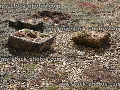 Stock image of sink gardens with stone troughs, thyme, Alpine plants