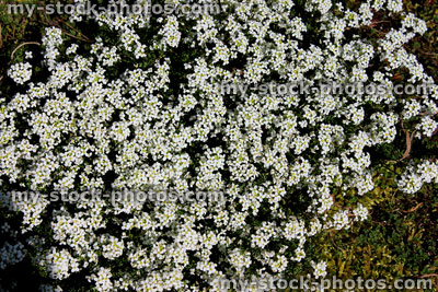 Stock image of white alyssum flowers, plant growing in rock garden 