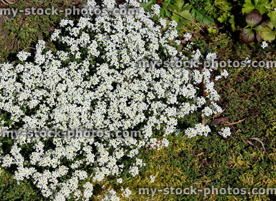 Stock image of white alyssum flowers, plant growing in rock garden
