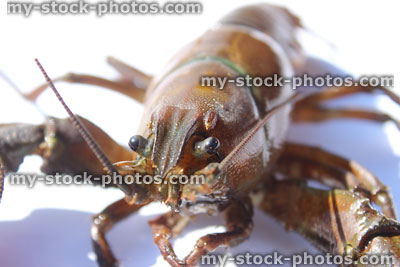 Stock image of North American signal crayfish / crawfish (Pacifastacus leniusculus), white background