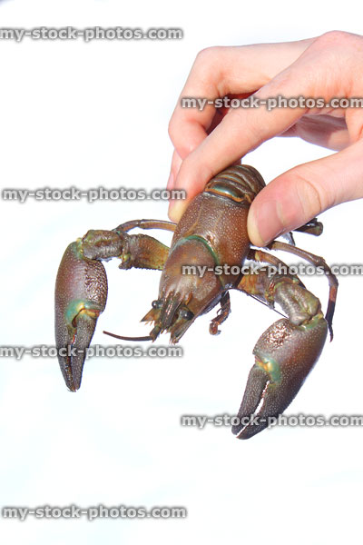 Stock image of North American signal crayfish being held against white background