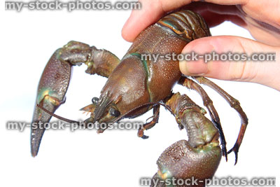 Stock image of large signal crayfish (North American crawfish) being held